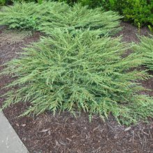 Можжевельник 'Арктик' / Juniperus 'Arctic'