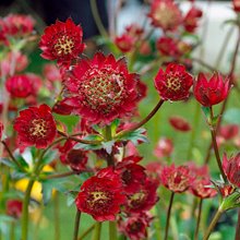 Астранция 'Спарклинг Старс Рэд' / Astrantia 'Sparkling Stars Red'