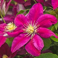 Клематис  'Эрнест Маркхэм' /  Clematis 'Ernest Markham'