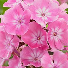 Флокс метельчатый 'Анастасия' / Phlox paniculata 'Anastasia', 1л.