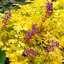 Хохлатка 'Берри Эксайтинг' / Corydalis 'Berry Exciting'
