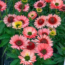 Эхинацея 'Сансикерс Сэлмон ' / Echinacea 'Sunseekers Salmon'