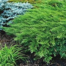 Можжевельник казацкий 'Рокери Джем' / Juniperus sabina 'Rockery Gem'