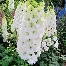 Дельфиниум 'Галахад' / Delphinium 'Galahad'