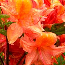 Рододендрон листопадный 'Букет де Флор' / Rhododendron luteum 'Bouquet De Flore'