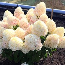 Гортензия метельчатая 'Шугар Раш ' / Hydrangea paniculata 'Sugar Rush'