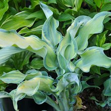 Хоста 'Грэвити Рокс' / Hosta 'Gravity Rocks'