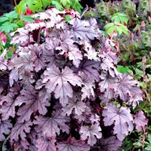 Гейхерелла ‘Плам Каскад’ / Heucherella ‘Plum Cascade’