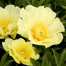 Пион Ито-гибрид 'Гоуинг Бананас' / Paeonia Itoh 'Going Bananas'