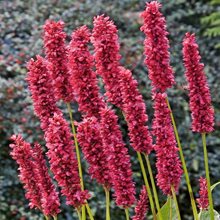 Горец  'Фэт Домино' / Persicaria amplexicaule 'Fat Domino'