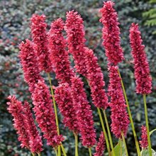 Горец  'Фэт Домино' / Persicaria amplexicaule 'Fat Domino'