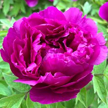 Пион древовидный 'Дао Да Чхэнь' / Paeonia suffrutiсosa 'Dao da chen'