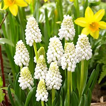 Мускари 'Уайт Мэджик'/ Muscari armeniacum 'White Magic'