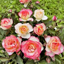 Роза Барни 'Лэйк Комо' / Rose 'Lake Como', Barni