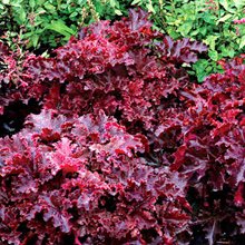 Гейхера 'Миднайт Раффлс' / Heuchera 'Midnight Ruffles'