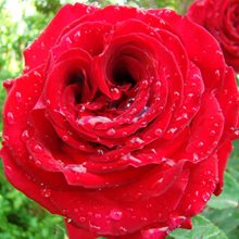 Роза Барни 'Валентино' / Rose 'Valentino', Barni