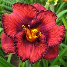 Лилейник 'Беррилишес' / Hemerocallis 'Berrylicious'