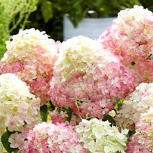 Гортензия метельчатая 'Саммер Лав' / Hydrangea paniculata 'Summer Love ®'