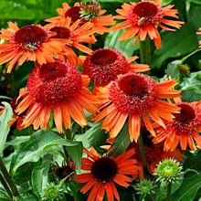 Эхинацея 'Кэррот Кэйк' / Echinacea 'Carrot Cake'