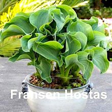 Хоста 'Дансинг Маус' / Hosta hybride 'Dancing Mouse'