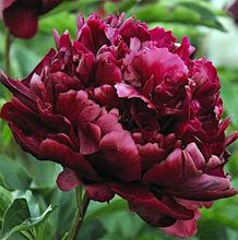 Пион 'Хайлайт' / Paeonia lactiflora 'Highlight'