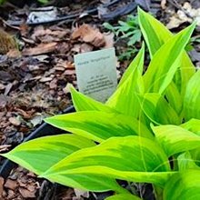 Хоста 'Анжелик' / Hosta 'Angelique'