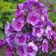 Флокс метельчатый 'Смоки' / Phlox paniculata 'Smokey', 1л.