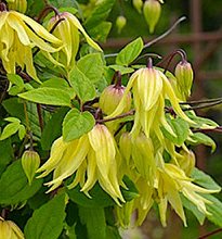 Клематис 'Голдэн Дрим' / Clematis alpina 'Golden Dream'