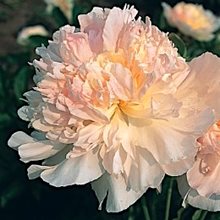 Пион 'Фэйри'с Петтикот' / Paeonia lactiflora 'Fairy's Petticoat'