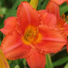 Лилейник 'Саус Сиз' / Hemerocallis 'South Seas'