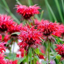 Монарда 'Кэмбридж Скарлет' / Monarda 'Cambridge Scarlet'