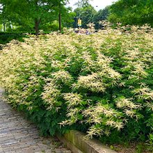 Волжанка двудомная 'Горацио' / Aruncus dioicus 'Horatio'