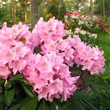 Рододендрон   'Хельсинки Юниверсити' / Rhododendron  'Helsinki University'