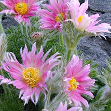 Проcтрел обыкновенный 'Папагено' / Pulsatilla vulgaris 'Papageno'