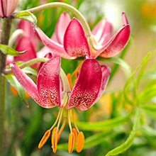 Лилия мартагон 'Манитоба Монинг' / Lilium martagon 'Manitoba Morning'