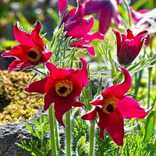 Прострел обыкновенный 'Ред' / Pulsatilla vulgaris 'Red'