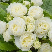 Примула 'Ванилла Крем' / Primula 'Vanilla Cream'