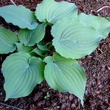 Хоста 'Скай Дансер' / Hosta hybride 'Sky Dancer'