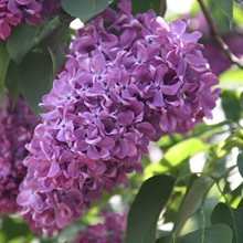 Сирень обыкновенная 'Капитан Гастелло' / Syringa vulgaris 'Capitan Gastello'