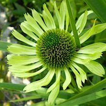 Эхинацея 'Грин Джевэл' / Echinacea 'Green Jewel'