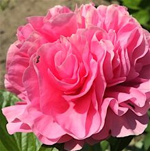 Пион 'Карнэйшн Букет' / Paeonia lactiflora 'Carnation Bouquet'