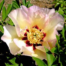 Пион Ито-гибрид 'Пастель Сплендор' / Paeonia Itoh 'Pastel Splendour'