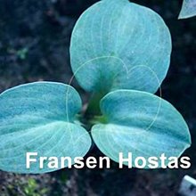 Хоста 'Блу Эльф' / Hosta hybride 'Blue Elf'
