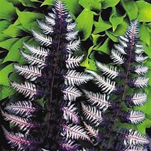 Папоротник кочедыжник 'Урсулас Ред'  / Athyrium nipponicum 'Ursula's Red'