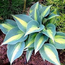 Хоста  'Катерина' /  Hosta hybride 'Catherine'