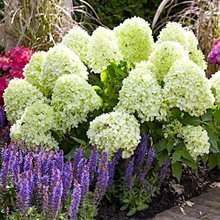 Гортензия метельчатая 'Литл Спуки' / Hydrangea paniculata 'Little Spooky'