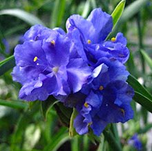 Традесканция махровая Плена / Tradescantia caerulea  Plena