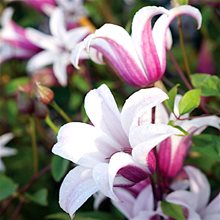 Клематис техасский 'Принцесс Кэйт' / Clematis texensis 'Princess Kate'