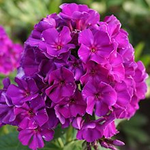 Флокс 'Роберта' / Phlox 'Roberta'