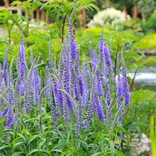 Вероника  длиннолистная 'Блауризен' / Veronica   longifolia 'Blauriesin'